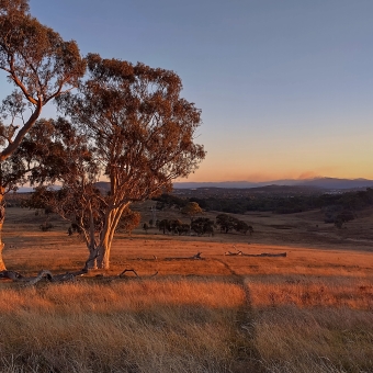 Gungaderra Grasslands Nature Reserve, Crace, with three trees on the left blocking the far away horizon which is led to by low rolling hills, with wispy grasses covering the field in front, with everything tinted red in the light of the setting sun, with a clear blue sky turning into orange at the horizon