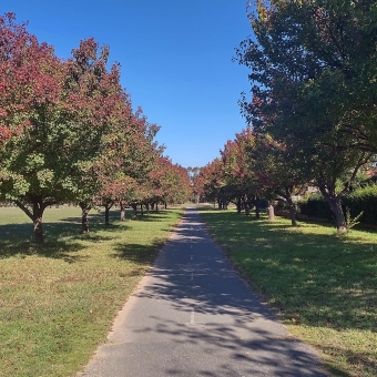 Juno's Field Footpath, Amaroo, with a paved path down the centre of the picture lined by a row of trees on each side which are turning green to red as the leaves are about to fall off, with a clear blue sky