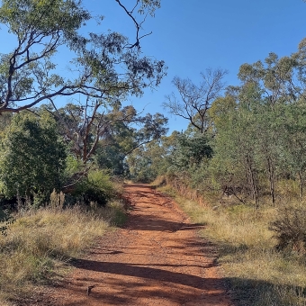 Mount Ainslie Nature Reserve, Ainslie, with a dirt path leading up and over a close hill, with gum trees either side of the path half-covering a blue sky