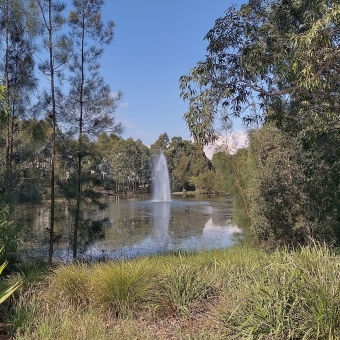 Norwest Pond Fountain, Bella Vista, with a fountain in centre with trees surrounding a football field sized pond, with clear blue sky