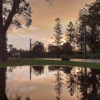 Pooled Sunset, Speers Point Park, Speers Point, with a large flat puddle in grass reflecting ouranges in a lfat cloud from the sunset and pine trees silhouetted