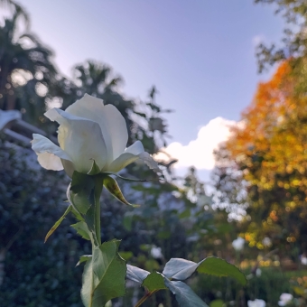 Focused Rose, Wahroonga Park, Wahroonga, with a sigular white rose in immediate frame, with the background out of focus almost to the point of non-identification which has vine bushes to the left and the oranges and reds of a diciduous tree