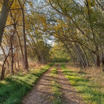 Golden Hour Trail, Jerrabomberra Wetlands Reserve, with a path made from car tyres in the centre, and tall and thin trees leaning slightly left filtering through golden sunlight from the left