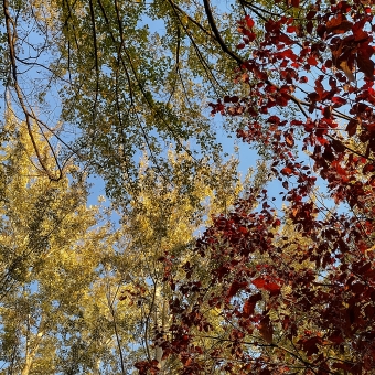 Autumnal Leaves, Jerrabomberra Wetlands Reserve, with thousands of leaves on branches while looking directly up towards the blue sky, with most of the picture having gilded green leaves except one bush on the right where all the leaves are red