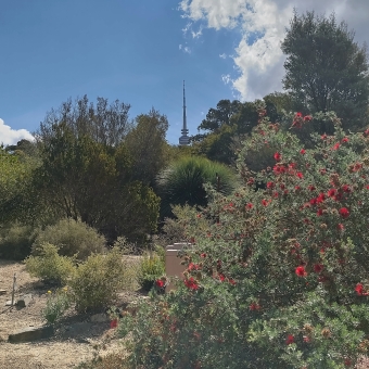 Framed Tower, Australian National Botanical Gardens, with Telstra Tower in the distance against the blue sky all framed by close-up native plants including red bottlebrushes