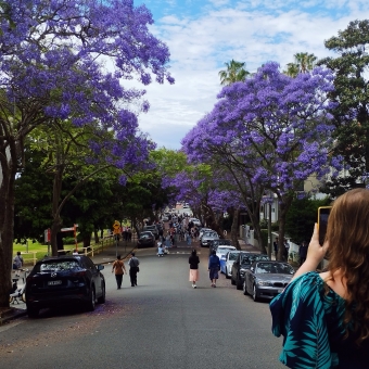 Jacarandas Galore, McDougall St, Kirribilli, with purple-covered jacaranda trees aligning the street in the middle of the picture
