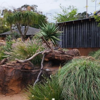 Peering Meerkat, Taronga Zoo, Mosman, with a meerkat atop its house surrounded by shrubbery