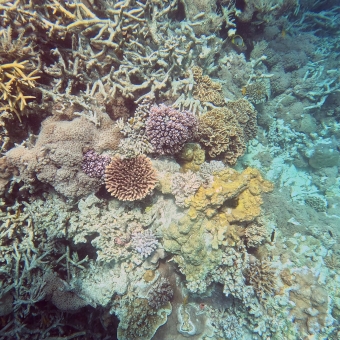 Kaleidoscope Coral, with an underwater view of an amalgam of different coral