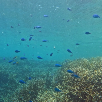 Many Fish, with an underwater view of a scattered school of fish