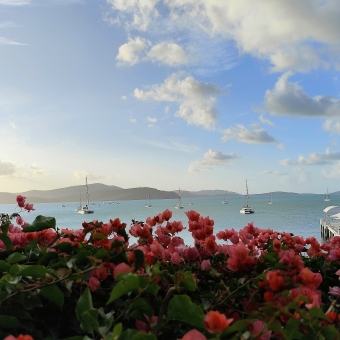 Rosy Sunset, Airlie Beach, with red flowers in front of scattered yachts and a sunset