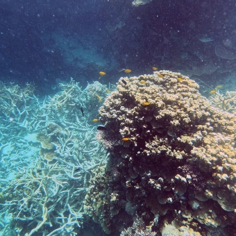 Microfish, with a small school of small yellow fish swimming amongst a coral