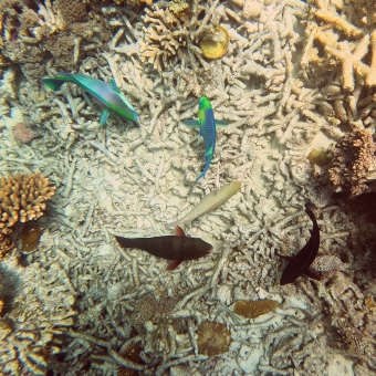 Many Fishes, with six fish from four species swimming above coral