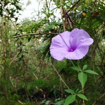 Lonesome Liseran, Two Valley Trail, Bexley North, with a single purple vine flower standing against dense green bush trailing off into the distance