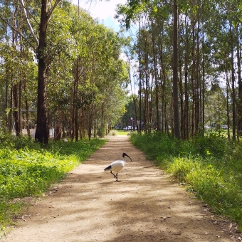 Ibis Crossing, Parramatta Park, Parramatta, with one ibis on a dirt track surrounded by thin trees
