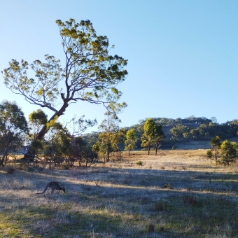 Shaded Kangaroo, Little Mulligans, Bonner, with a lone kangaroo in the shade of a lone tree and a low hill in the distance
