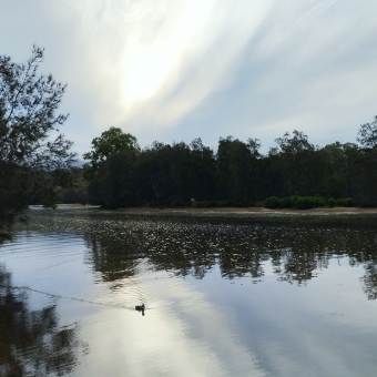Travelling Duck, Clyde River, Nelligen, with a lone duck in the reflection of a river with wooded baks either side