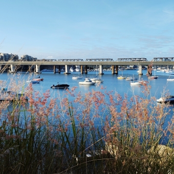 Planted Boats, Point Road Park, Rozelle, with reed-grass in front which half covers the many small boats in the background