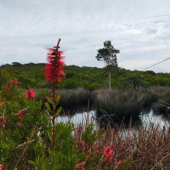 Bloomin Like A Tree, Hanging Swamp, Manly Fort, Manly, with a red bottlebrush in the foreground which mirrors a gum tree in the background which is across a small pond