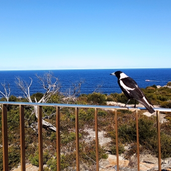 Perusing Magpie, North Head, Manly, with a magpie sitting on a metal railing overlooking scattered scrub atop a cliff over the ocean